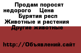 Продам поросят недорого  › Цена ­ 5 000 - Бурятия респ. Животные и растения » Другие животные   